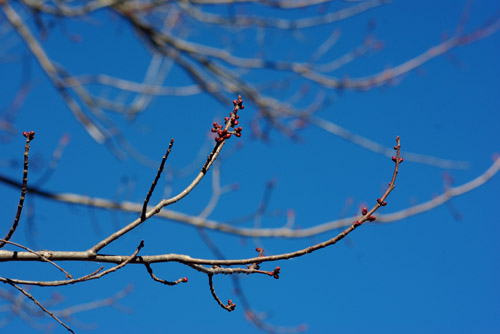 20110303_Bombay Hook Pat_125edit
