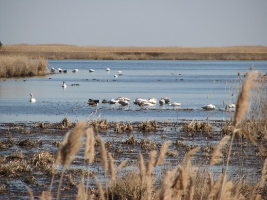 20110303_BombayHook_Paul_003