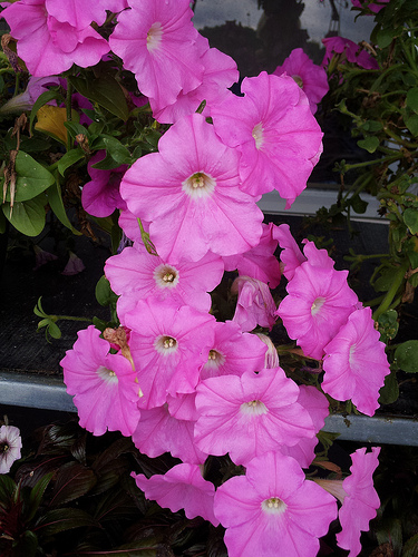 Petunias for sale in front of the grocery store